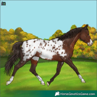 Horse Color:Liver Chestnut Frame Appaloosa Rabicano