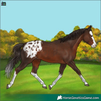 Horse Color:Liver Chestnut Sabino Splash Appaloosa 