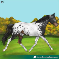 Horse Color:Gray Liver Chestnut Tobiano Appaloosa 
