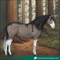 Horse Color:Grullo Splash 