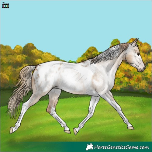 Horse Color:Gray Red Dun Tobiano Near Leopard