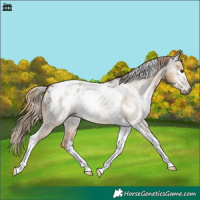 Horse Color:Gray Red Dun Tobiano Near Leopard 