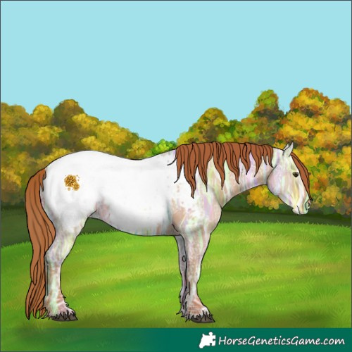 Horse Color:White Spotted Red Dun Ice Appaloosa 