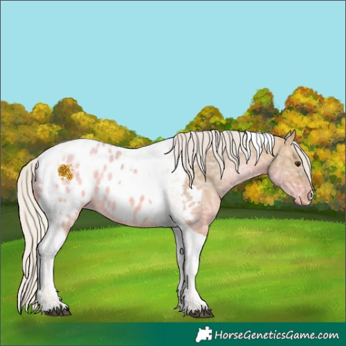 Horse Color:Silver Buckskin Ice Dun Tobiano Appaloosa 