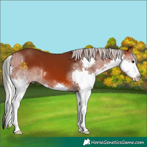Horse Color:Silver Brown Splash 