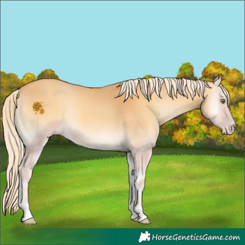Horse Color:Gold Cream Champagne Onyx 