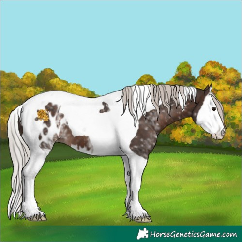 Horse Color:White Spotted Silver Brown Splash Tobiano Appaloosa 
