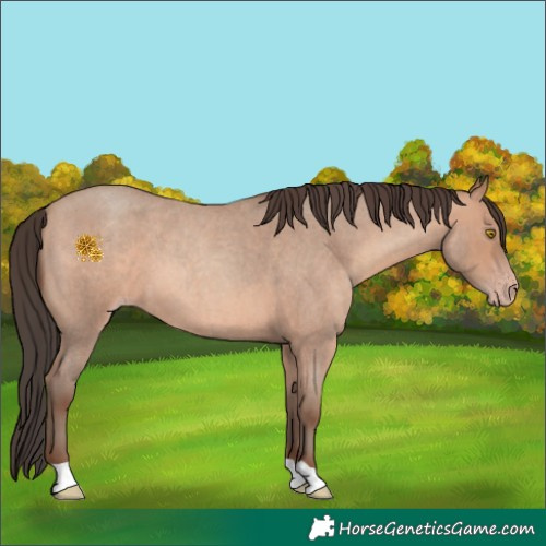 Horse Color:Amber Champagne Roan 
