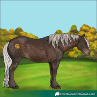 Horse Color:Silver Brown Sabino Rabicano 
