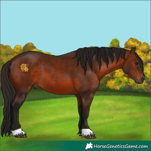 Horse Color:Gray Bay 