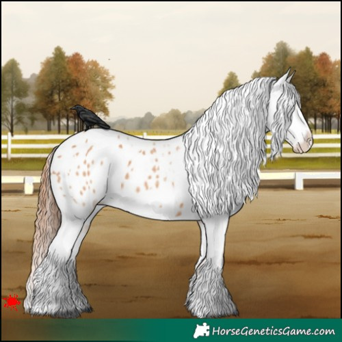 Horse Color:White Spotted Bay Dun Appaloosa 