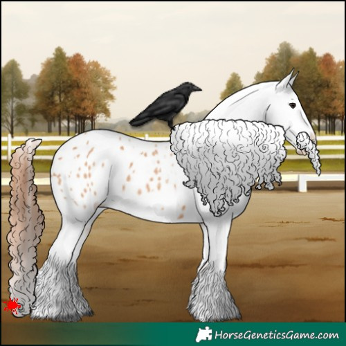 Horse Color:White Spotted Bay Dun Blanket