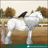 Horse Color:White Spotted Bay Dun Appaloosa