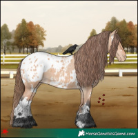 Horse Color:White Spotted Bay Dun Appaloosa 