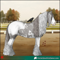 Horse Color:White Spotted Grullo Splash Snowcap