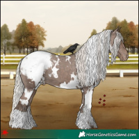 Horse Color:White Spotted Silver Black Snowcap 