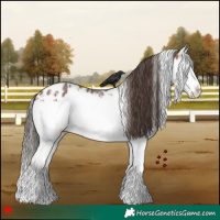 Horse Color:White Spotted Bay Splash Appaloosa