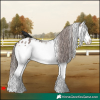 Horse Color:White Spotted Bay Splash Appaloosa 