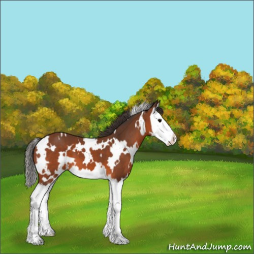 Horse Color:White Spotted Bay Splash