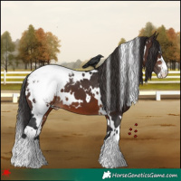 Horse Color:White Spotted Brown Appaloosa 