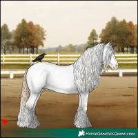 Horse Color:Smoky Grullo Roan Pearl Appaloosa 