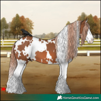 Horse Color:White Spotted Chestnut Splash 