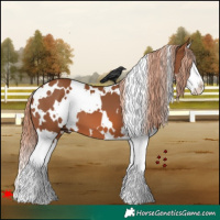 Horse Color:White Spotted Chestnut Splash 