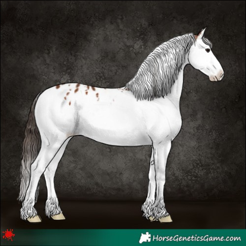 Horse Color:White Spotted Bay Splash Appaloosa 