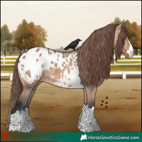 Horse Color:Bay Dun Appaloosa