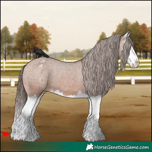 Horse Color:Bay Splash Appaloosa 