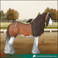 Horse Color:Bay Splash Appaloosa 