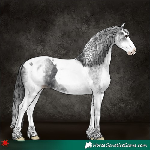 Horse Color:White Spotted Black Splash Tobiano 