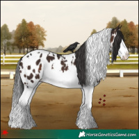 Horse Color:White Spotted Brown Splash Appaloosa