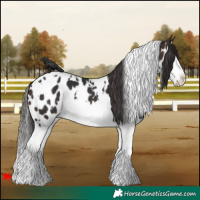 Horse Color:White Spotted Brown Splash Appaloosa