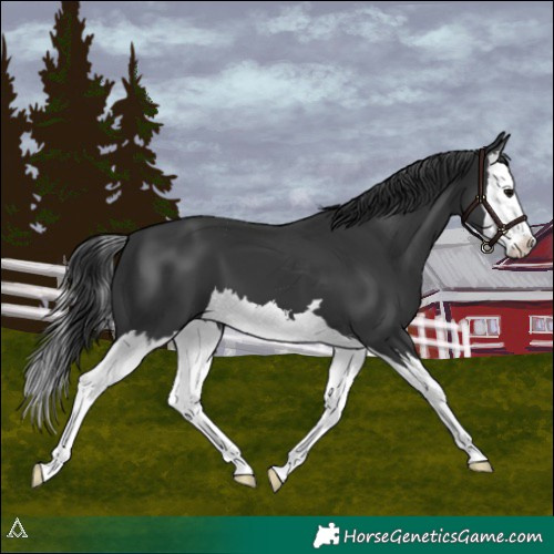Horse Color:Black Splash 