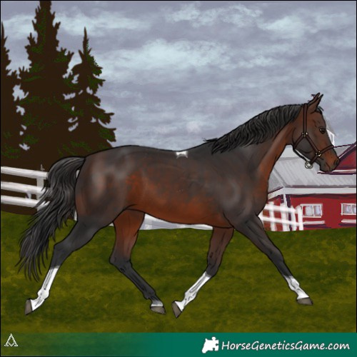 Horse Color:Brown Tobiano 
