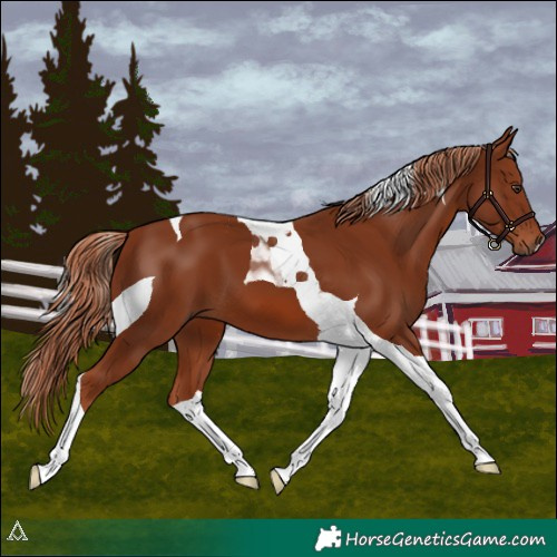 Horse Color:Chestnut Tobiano 
