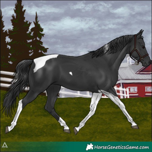 Horse Color:Black Tobiano 