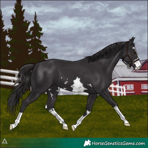 Horse Color:Smoky Black 