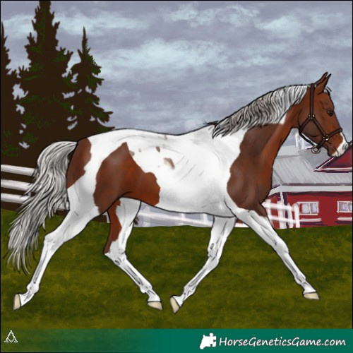Horse Color:Silver Brown Tobiano 
