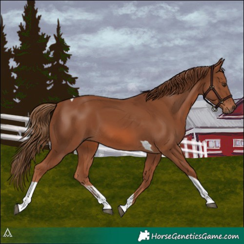 Horse Color:Chestnut Tobiano 