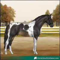 Horse Color:Buckskin Tobiano