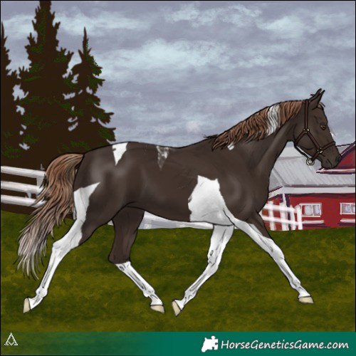 Horse Color:Liver Chestnut Tobiano 