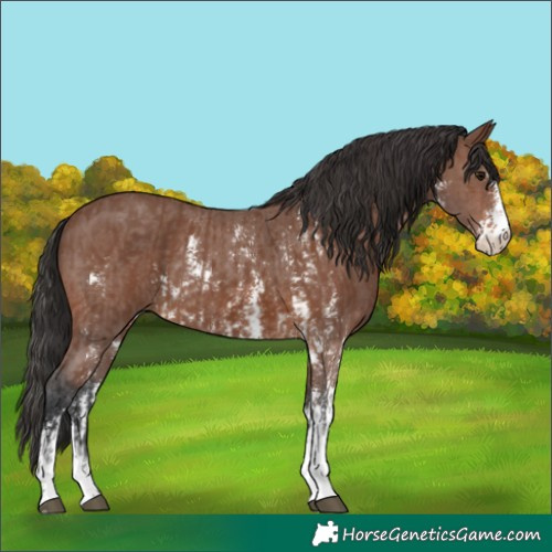 Horse Color:Brown Sabino Rabicano and Brown Sabino Rabicano