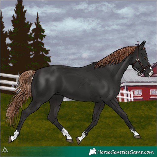 Horse Color:Liver Chestnut