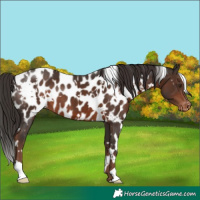 Horse Color:White Spotted Liver Chestnut Near Leopard 