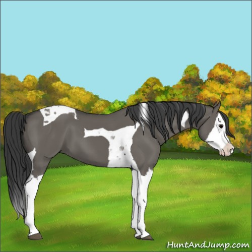 Horse Color:Grullo Splash Tobiano 
