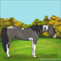 Horse Color:Grullo Splash Tobiano 