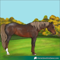 Horse Color:Liver Chestnut 