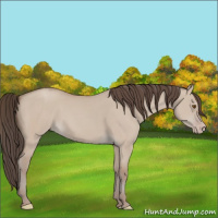 Horse Color:Classic Champagne Dun 